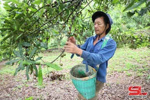 'Mùa mắc ca ở Mai Sơn