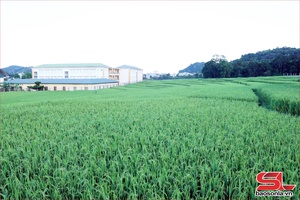 Đảm bảo tiến độ triển khai dự án nhà ở xã hội