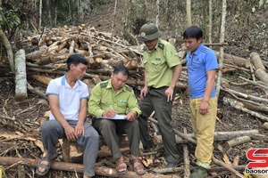'Ngăn chặn tình trạng phá rừng trồng cà phê