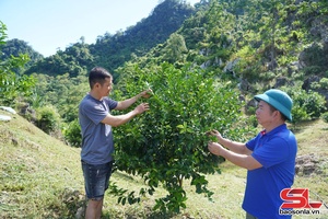 ' Mường Cơi tập trung chăm bón cây ăn quả