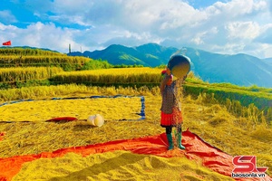 'Mùa lúa chín ở Xím Vàng