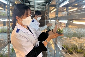 Cảnh báo cây giống nhập lậu gây hại