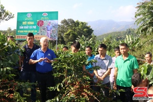 'Tổng kết mô hình sản xuất cà phê sử dụng phân bón hữu cơ
