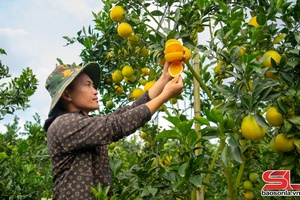 'Ngọt thơm trái cam Navel