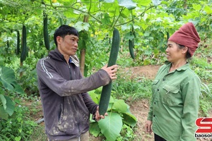 'Hiệu quả kinh tế từ mô hình trồng bí xanh