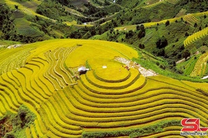 Truyện Podcast: Sơn La mùa nếp thơm