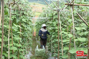 'Sản xuất rau vụ đông, nâng cao thu nhập