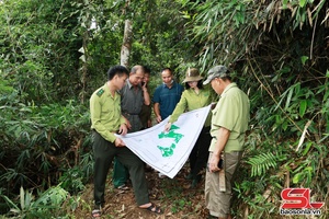 Giữ màu xanh quý giá của rừng