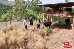 'Mường Chiên chủ động bảo vệ đàn vật nuôi
