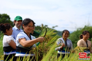 'Rộn ràng mùa gặt ở Phù Yên