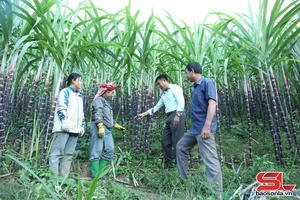 'Mía tím Chiềng Khương – ngọt lành từ vùng đất biên cương
