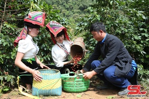 'Mùa cà phê bội thu