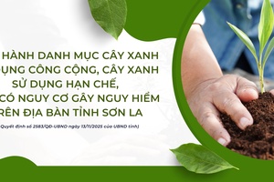 'Ban hành danh mục cây xanh sử dụng công cộng, cây xanh sử dụng hạn chế, cây có nguy cơ gây nguy hiểm trên địa bàn tỉnh Sơn La