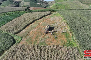 'Tăng giá trị kinh tế từ trồng ngô sinh khối