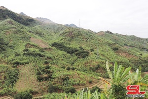 'Xây dựng thương hiệu “Chuối Mường Bú”