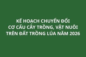 'Kế hoạch chuyển đổi cơ cấu cây trồng, vật nuôi trên đất trồng lúa năm 2026