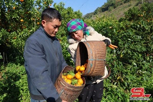 'Mùa thu hoạch cam Chiềng Mai