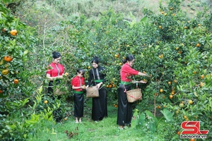 'Hương quýt Chiềng Cơi