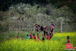 Khu du lịch quốc gia Mộc Châu lần thứ 3 được vinh danh là Điểm đến thiên nhiên hàng đầu khu vực thế giới