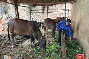 'Hiệu quả từ Chương trình 1719 ở xã Mường Khiêng