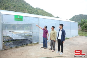 'Mô hình canh tác cà phê ở Chiềng La