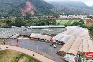 'Dâu tây chín sớm trên cao nguyên Mộc Châu