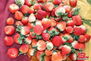 'Dâu tây chín sớm ở Mai Sơn