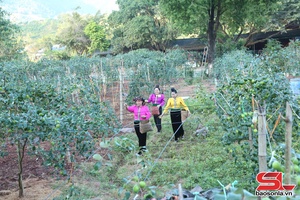 'Yên Châu phát huy vai trò hợp tác xã trong sản xuất nông nghiệp