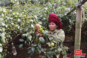 'Táo đại Mường Bú mùa thu hoạch