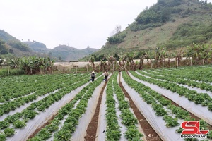 'Tà Hộc đưa nghị quyết vào cuộc sống
