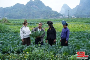 'Thuận Châu tập trung sản xuất rau vụ đông