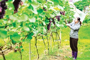 'Nền móng cho nông nghiệp hiện đại