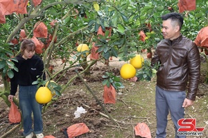 'Đa dạng sản phẩm nông sản cung ứng dịp Tết