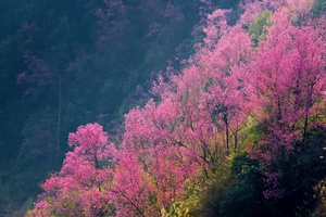 Truyện Podcast: Về cùng mùa hoa