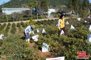 'Phòng rét hại, sương muối cho cây cà phê
