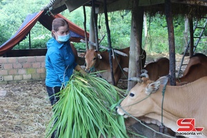 'Tập trung phòng chống rét cho đàn vật nuôi