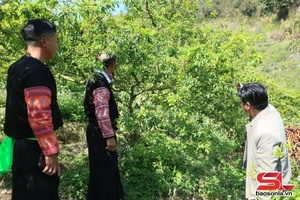 'Sắc xuân trên vùng mận hậu chín sớm ở Lóng Phiêng