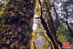 'Bảo tồn đa dạng sinh học, vì tương lai xanh