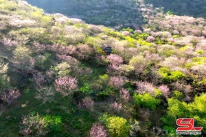 Truyện podcast: Rồi ấm lại sắc xuân