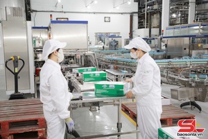 'Sôi nổi không khí lao động đầu năm trên cao nguyên