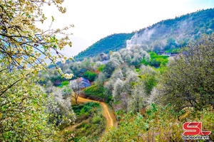 'Lạc giữa biển hoa sơn tra Nậm Nghẹp