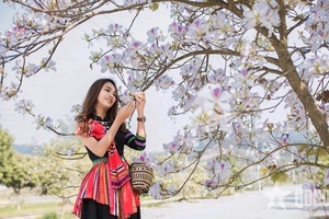 Điện Biên xây dựng “Tuyến đường hoa ban dài nhất Việt Nam”