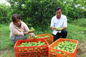 'Chuẩn hóa vùng trồng, mở rộng cơ hội xuất khẩu nông sản