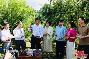 Đoàn công tác Đại sứ đặc mệnh toàn quyền Nhật Bản tại Việt Nam tham quan, trải nghiệm du, lịch nông nghiệp tại khu vực Mộc Châu và Vân Hồ