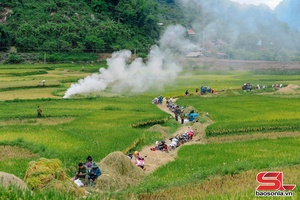 'Mùa gặt lúa chiêm xuân ở Bản Hùn