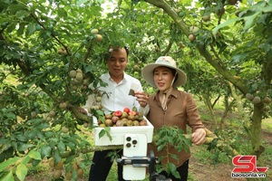 Màu xanh cây trái nơi biên giới Phiêng Khoài