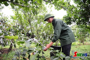 'Lê Tai Nung Phiêng Khoài khẳng định thương hiệu trên thị trường
