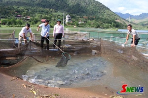 'Phát huy lợi thế, đẩy mạnh chăn nuôi bền vững