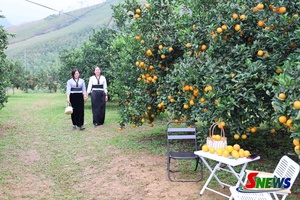 'Mường Cơi nâng cao giá trị cây có múi