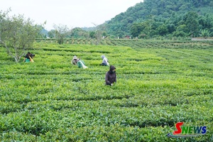 'Quy hoạch tạo không gian phát triển bền vững ở Bình Thuận